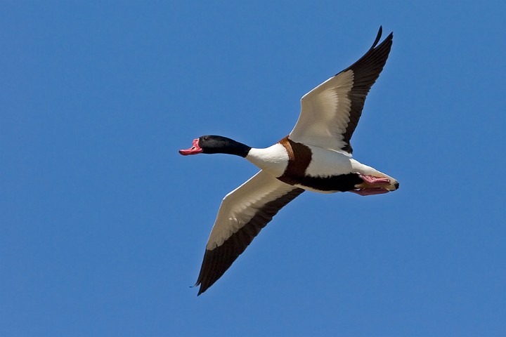 Brandgans Tadorna tadorna Common Shelduck